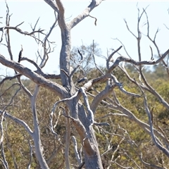 Egretta novaehollandiae at Throsby, ACT - 2 Mar 2025 11:33 AM