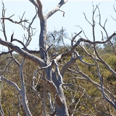 Egretta novaehollandiae at Throsby, ACT - 2 Mar 2025 11:33 AM