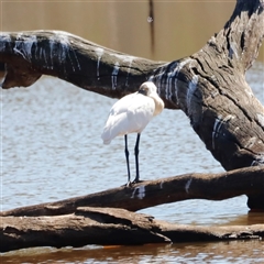 Platalea regia (Royal Spoonbill) at Throsby, ACT - 2 Mar 2025 by JimL