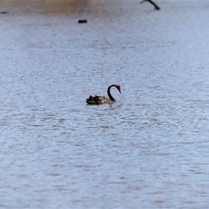 Cygnus atratus (Black Swan) at Throsby, ACT - 2 Mar 2025 by JimL