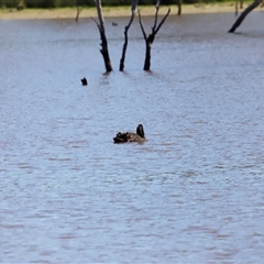 Cygnus atratus at Throsby, ACT - 2 Mar 2025 11:30 AM