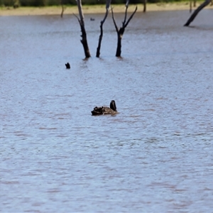 Cygnus atratus at Throsby, ACT - 2 Mar 2025 11:30 AM