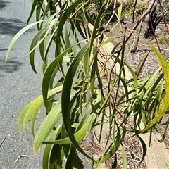 Acacia implexa (Hickory Wattle, Lightwood) at Lake George, NSW - 8 Mar 2025 by Hejor1