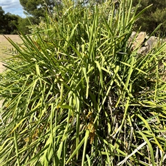 Lomandra longifolia (Spiny-headed Mat-rush, Honey Reed) at Lake George, NSW - 8 Mar 2025 by Hejor1