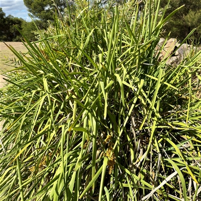 Lomandra longifolia (Spiny-headed Mat-rush, Honey Reed) at Lake George, NSW - 8 Mar 2025 by Hejor1