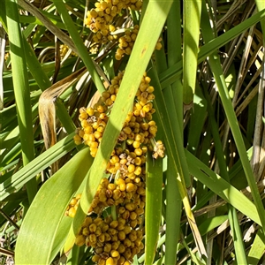 Lomandra longifolia at Lake George, NSW - 8 Mar 2025 03:17 PM