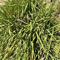 Lomandra longifolia at Lake George, NSW - 8 Mar 2025 03:17 PM