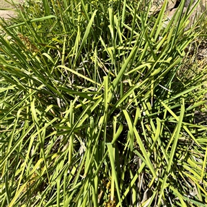 Lomandra longifolia at Lake George, NSW - 8 Mar 2025 03:17 PM