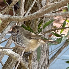 Acanthiza pusilla (Brown Thornbill) at Lake George, NSW - 8 Mar 2025 by Hejor1