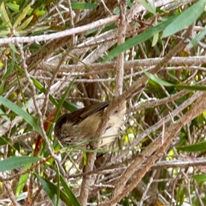 Acanthiza pusilla at Lake George, NSW - 8 Mar 2025 03:13 PM