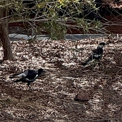 Gymnorhina tibicen (Australian Magpie) at Lake George, NSW - 8 Mar 2025 by Hejor1