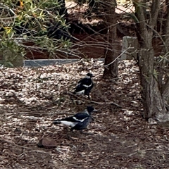 Gymnorhina tibicen at Lake George, NSW - 8 Mar 2025 03:07 PM