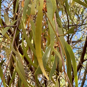 Amyema miquelii (Box Mistletoe) at Lake George, NSW - 8 Mar 2025 by Hejor1