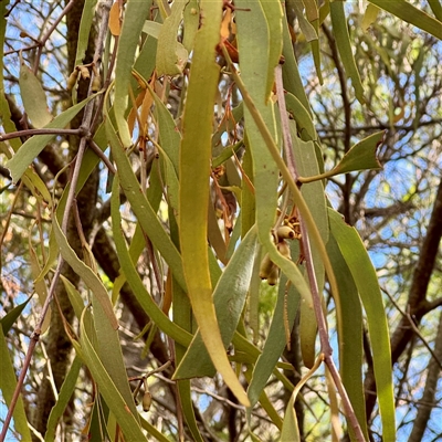 Amyema miquelii (Box Mistletoe) at Lake George, NSW - 8 Mar 2025 by Hejor1