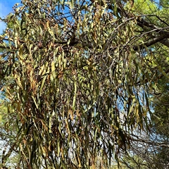 Amyema miquelii at Lake George, NSW - 8 Mar 2025 03:03 PM