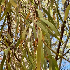 Amyema miquelii at Lake George, NSW - 8 Mar 2025 03:03 PM