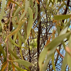 Amyema miquelii at Lake George, NSW - 8 Mar 2025 03:03 PM