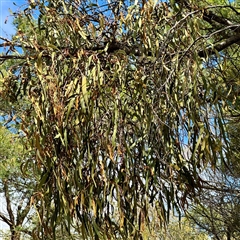 Amyema miquelii at Lake George, NSW - 8 Mar 2025 03:03 PM