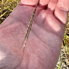 Bothriochloa macra (Red Grass, Red-leg Grass) at Lake George, NSW - 8 Mar 2025 by Hejor1