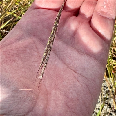 Bothriochloa macra (Red Grass, Red-leg Grass) at Lake George, NSW - 8 Mar 2025 by Hejor1