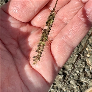 Setaria parviflora at Lake George, NSW - 8 Mar 2025 03:00 PM