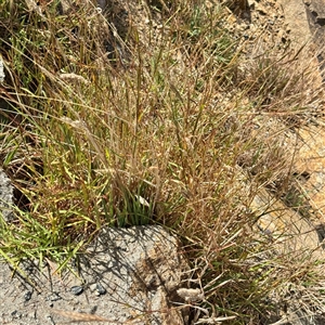 Setaria parviflora at Lake George, NSW - 8 Mar 2025 03:00 PM