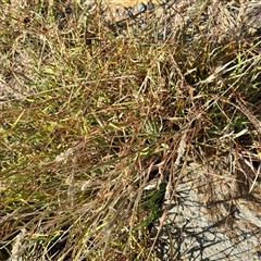 Setaria parviflora at Lake George, NSW - 8 Mar 2025 03:00 PM