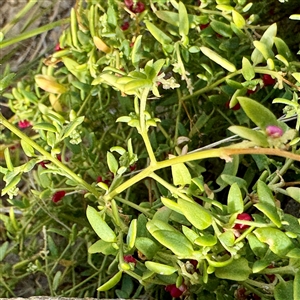 Einadia nutans (Climbing Saltbush) at Lake George, NSW - 8 Mar 2025 by Hejor1