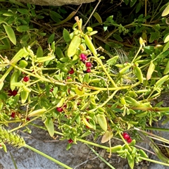 Einadia nutans at Lake George, NSW - 8 Mar 2025 02:59 PM