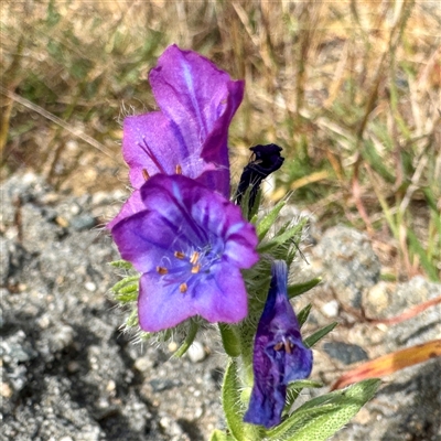 Echium vulgare (Vipers Bugloss) at Lake George, NSW - 8 Mar 2025 by Hejor1