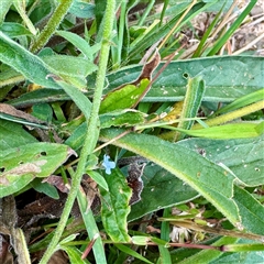 Cynoglossum australe (Australian Forget-me-not) at Lake George, NSW - 8 Mar 2025 by Hejor1