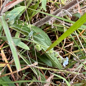Cynoglossum australe at Lake George, NSW - 8 Mar 2025 02:59 PM