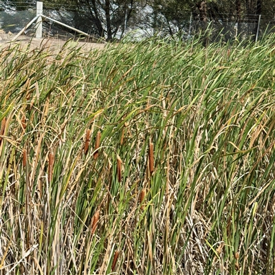 Typha orientalis (Broad-leaved Cumbumgi) at Lake George, NSW - 8 Mar 2025 by Hejor1