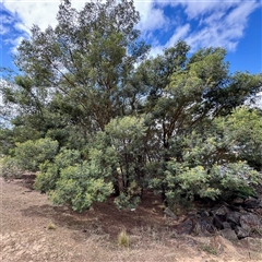 Acacia mearnsii (Black Wattle) at Lake George, NSW - 8 Mar 2025 by Hejor1