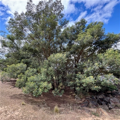 Acacia mearnsii (Black Wattle) at Lake George, NSW - 8 Mar 2025 by Hejor1