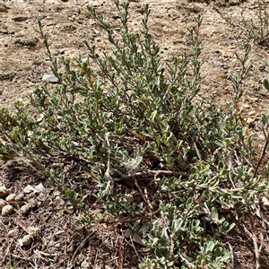 Hibbertia obtusifolia at Lake George, NSW - 8 Mar 2025 02:57 PM