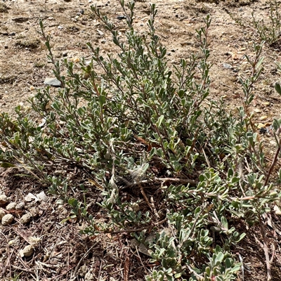 Hibbertia obtusifolia (Grey Guinea-flower) at Lake George, NSW - 8 Mar 2025 by Hejor1