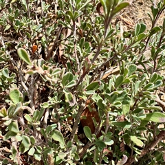 Hibbertia obtusifolia at Lake George, NSW - 8 Mar 2025 02:57 PM