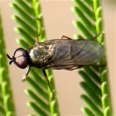 Stratiomyidae (family) (Soldier fly) at Lake George, NSW - 8 Mar 2025 by Hejor1