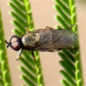 Stratiomyidae (family) (Soldier fly) at Lake George, NSW - 8 Mar 2025 by Hejor1