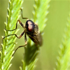 Stratiomyidae (family) at Lake George, NSW - 8 Mar 2025 02:54 PM