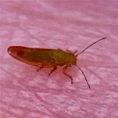 Psyllidae sp. (family) (Unidentified psyllid or lerp insect) at Lake George, NSW - 8 Mar 2025 by Hejor1