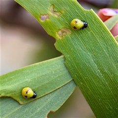 Calomela sp. (genus) (Acacia leaf beetle) at Lake George, NSW - 8 Mar 2025 by Hejor1