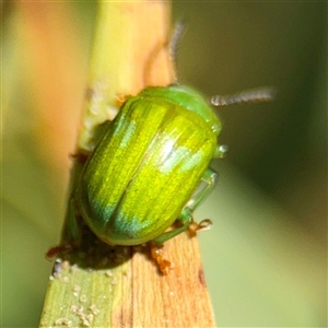 Calomela pallida (Leaf beetle) at Lake George, NSW - 8 Mar 2025 by Hejor1