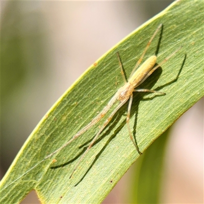 Tetragnatha sp. (genus) (Long-jawed spider) at Lake George, NSW - 8 Mar 2025 by Hejor1