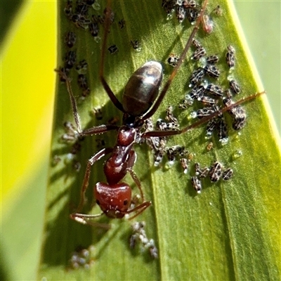 Iridomyrmex purpureus (Meat Ant) at Lake George, NSW - 8 Mar 2025 by Hejor1