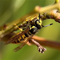 Vespula germanica (European wasp) at Lake George, NSW - 8 Mar 2025 by Hejor1