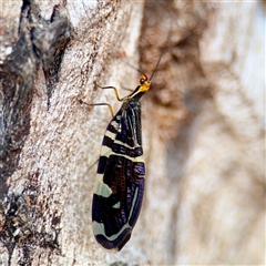 Porismus strigatus (Pied Lacewing) at Lake George, NSW - 8 Mar 2025 by Hejor1