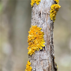 Lichen - crustose at Lake George, NSW - 8 Mar 2025 by Hejor1