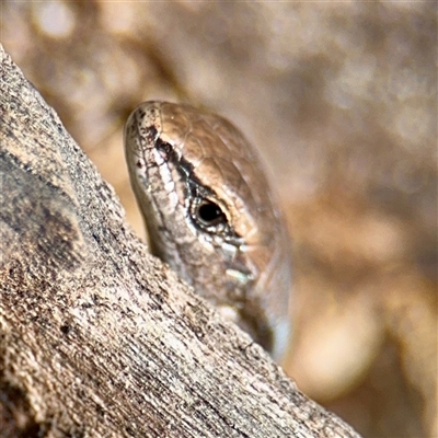 Lampropholis guichenoti (Common Garden Skink) at Lake George, NSW - 8 Mar 2025 by Hejor1